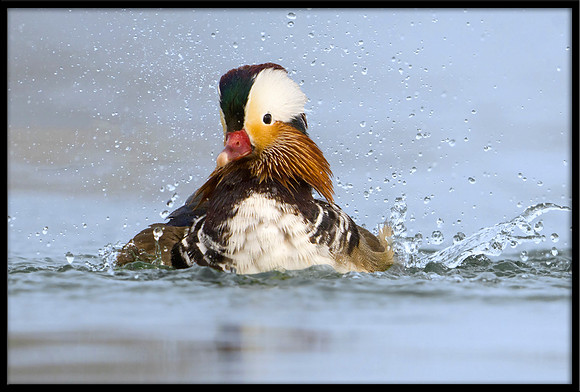 Mandarin Duck