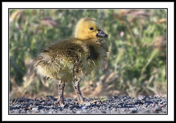 Gosling