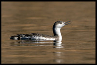 Red-throated Loon (non-breeding)