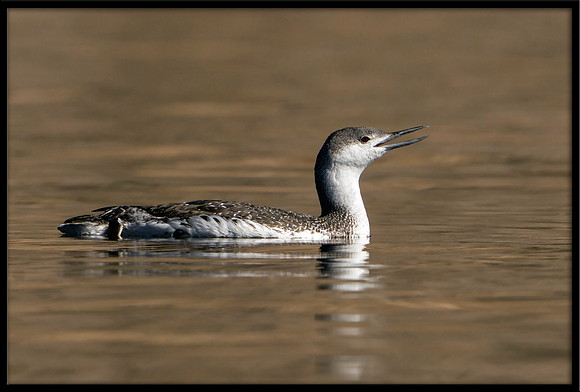 Red-throated Loon (non-breeding)