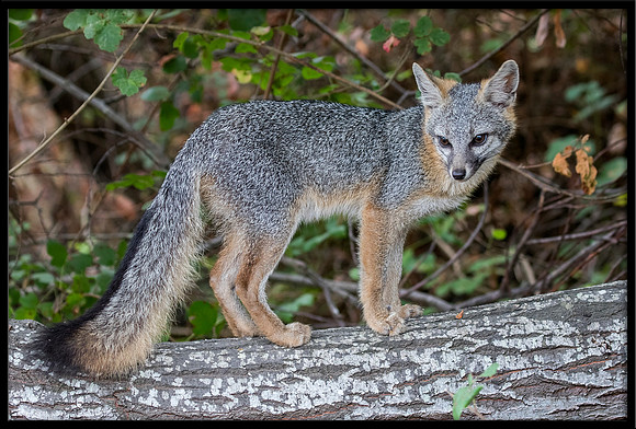 Grey Fox