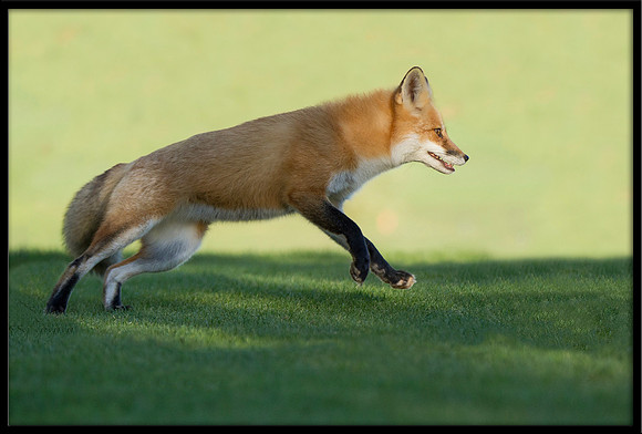 Red Fox