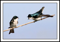 Tree Swallows