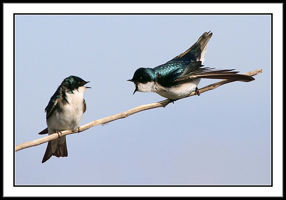 Tree Swallows