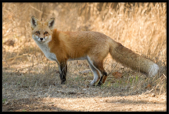 Red Fox