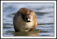 Pied-billed Grebe