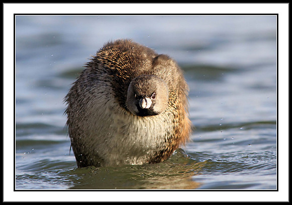 Pied-billed Grebe