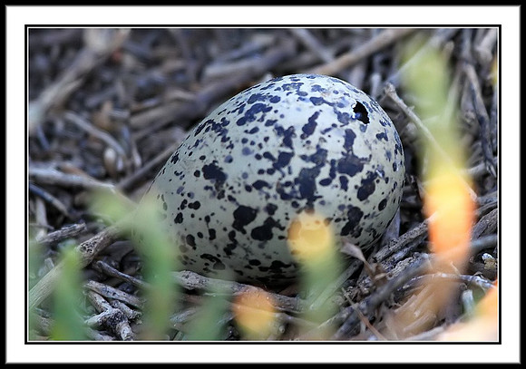 Stilt Egg Hatching