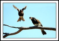 Black Phoebe feeding sequence - 5 of 7