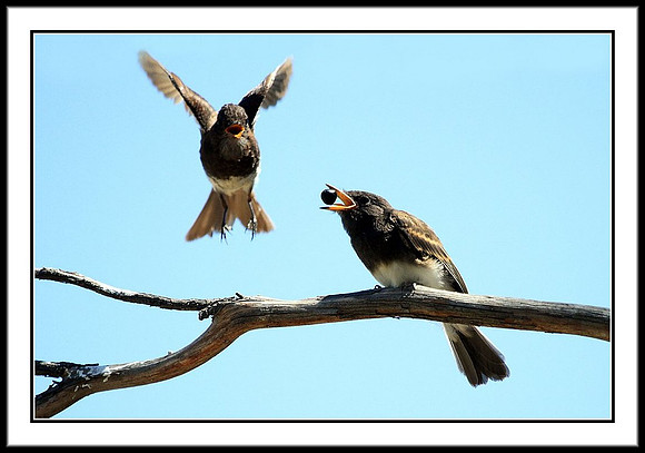 Black Phoebe feeding sequence - 5 of 7
