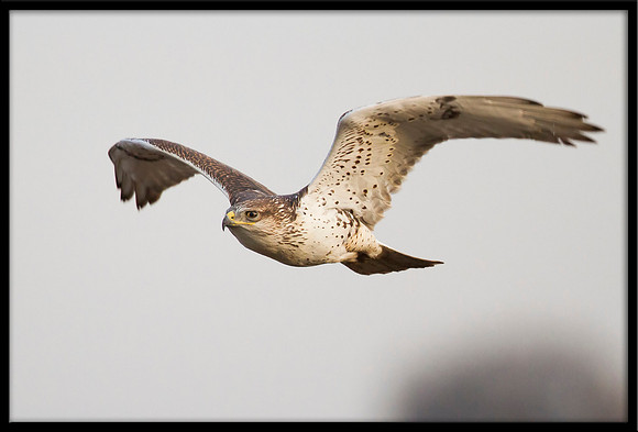 Ferruginous Hawk
