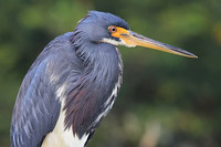 Tri-colored Heron