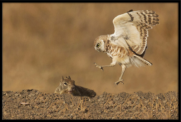 Burrowing Owl and Squirrel