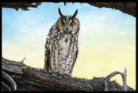 Long-eared Owl