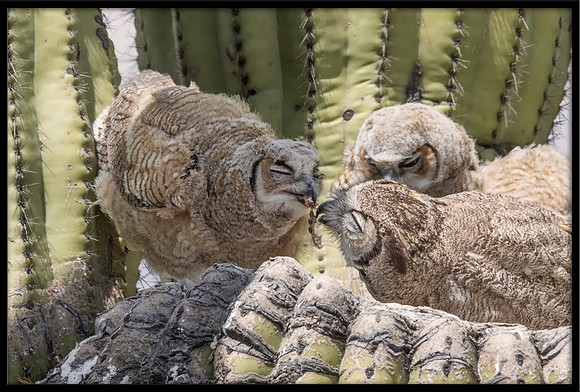 Great Horned Owlets In Nest Getting Fed