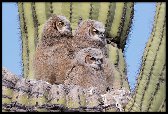 Great Horned Owlets In Nest