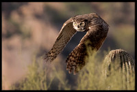 Great Horned Owl