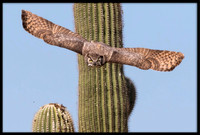 Great Horned Owl