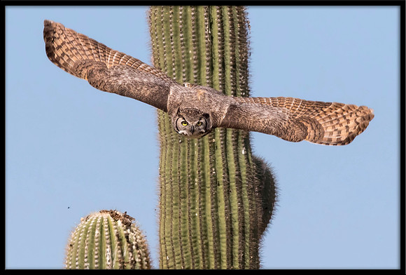 Great Horned Owl