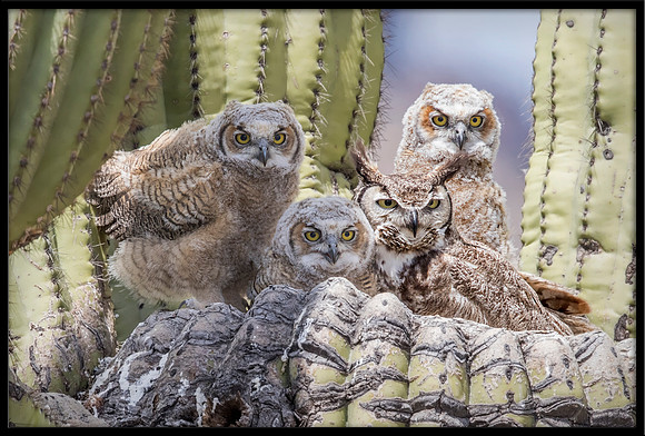 Great Horned Owlets In Nest With Mom