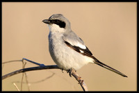 Loggerhead Shrike