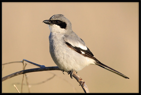 Loggerhead Shrike