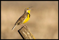 Western Meadowlark