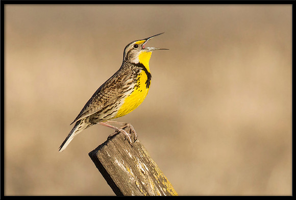 Western Meadowlark