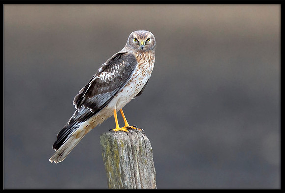 Northern Harrier (m)