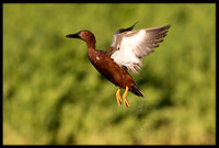 Cinnamon Teal Takeoff