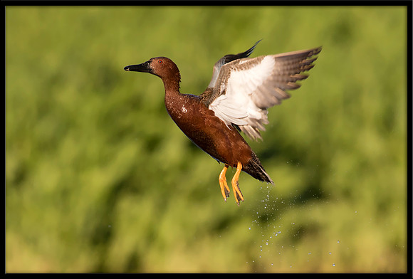 Cinnamon Teal Takeoff