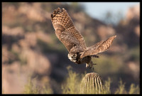 Great Horned Owl
