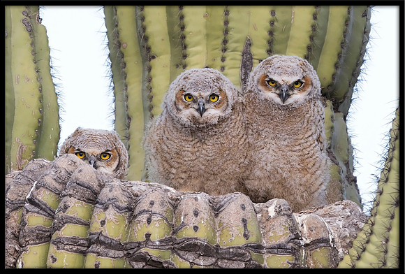 Great Horned Owlets In Nest