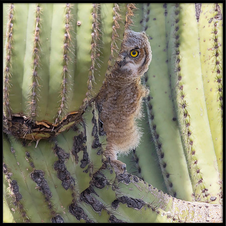 Great Horned Owlet