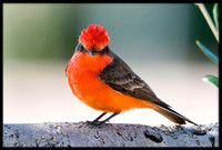 Vermilion Flycatcher