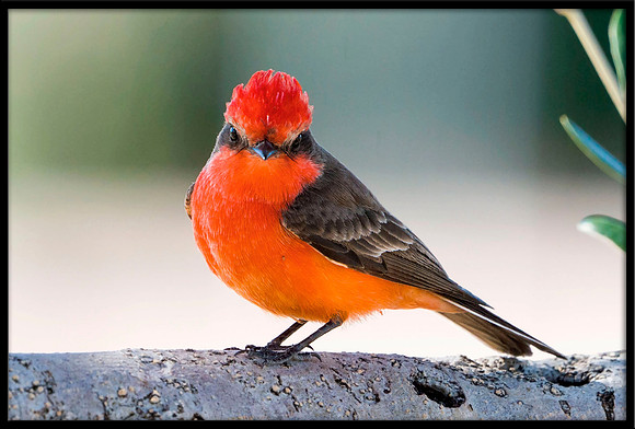Vermilion Flycatcher