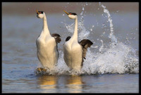 Western Grebes