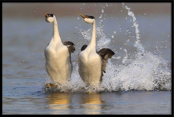 Western Grebe