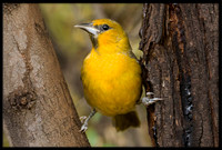 Streak-backed Oriole (f)
