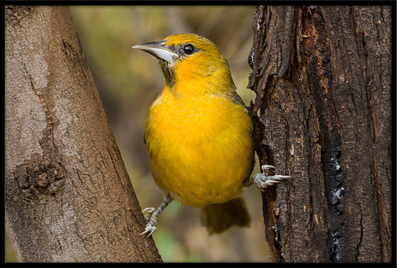 Streak-backed Oriole (f)