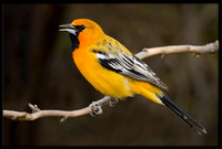 Streak-backed Oriole (m)