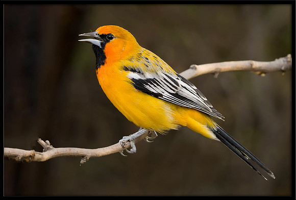 Streak-backed Oriole (m)