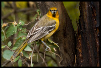 Streak-backed Oriole (f)