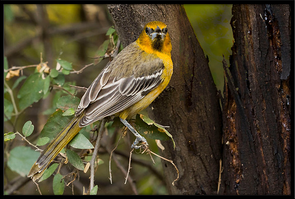 Streak-backed Oriole (f)