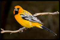 Streak-backed Oriole (m)