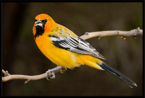 Streak-backed Oriole (m)