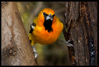 Streak-backed Oriole (m)