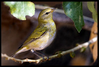 Tennessee Warbler