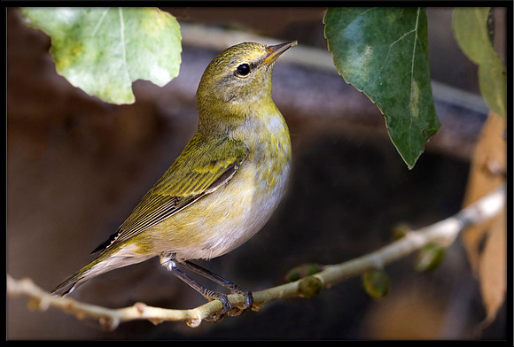 Tennessee Warbler