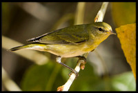 Tennessee Warbler